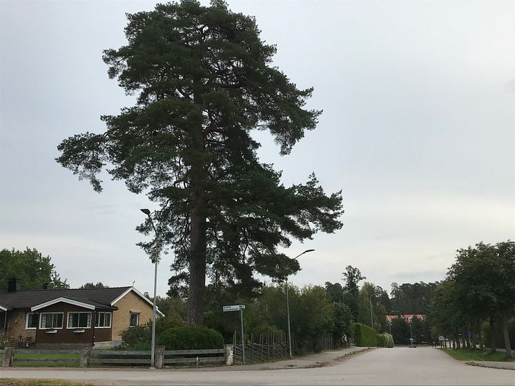 Mäktig tall, vinnare Växjö Trädpris 2023 för inhemskt träd, Lena och Kenneth Ullgren