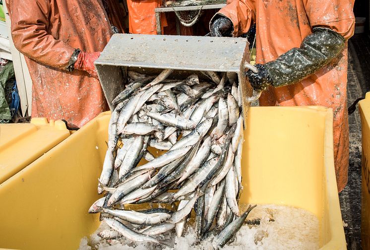 Östersjöns fiskekvoter för 2018 klara: Svaga bestånd ger sänkt kvot för laxfiske