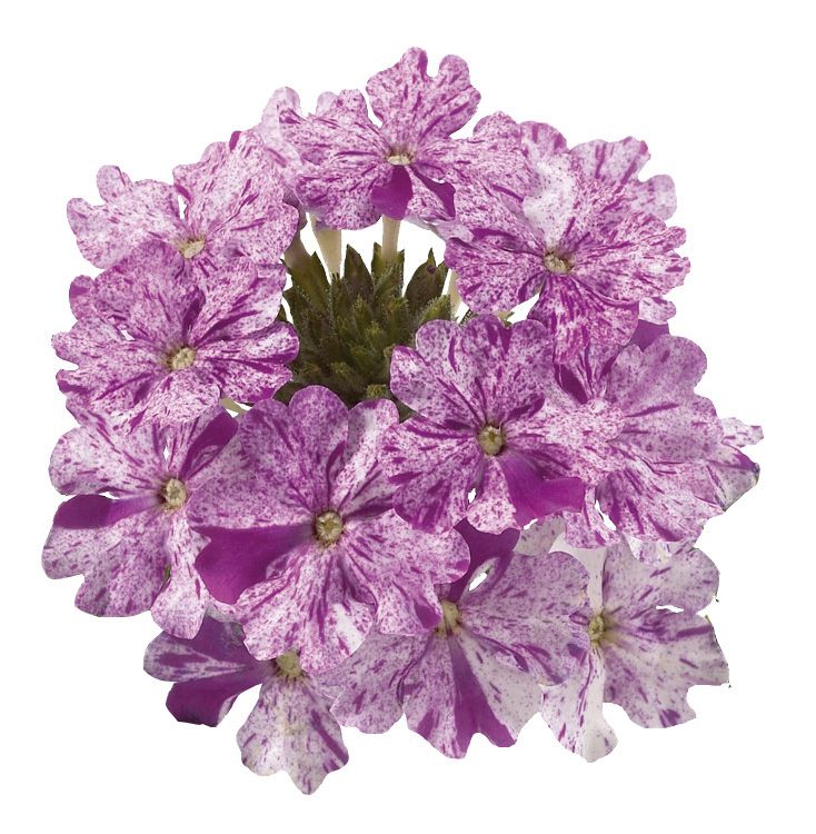 Verbena Donalena Twinkle 'Purple'