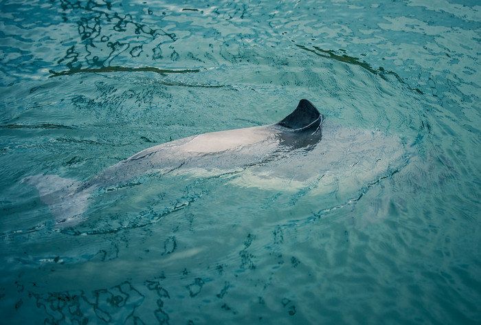 Viktigt beslut om småvalar: Skyddet för tumlare i Östersjön måste öka