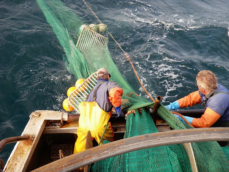 Ny rapport visar: Satsning på selektiva fiskeredskap ger mer hållbart fiske