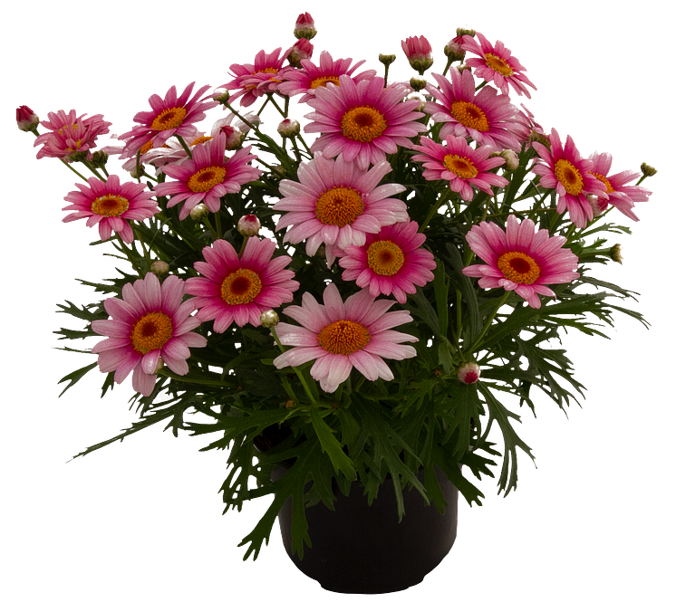 Margerit, Argyranthemum-frutescens-Madeira-Pink-Halo_36271_4