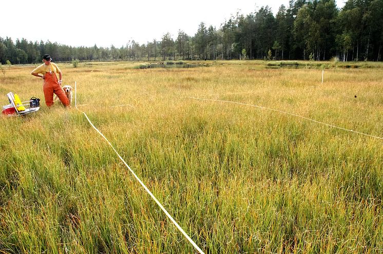 Ny HaV-rapport: Kalkade våtmarker kan återhämta sig och återfå naturlig växtlighet