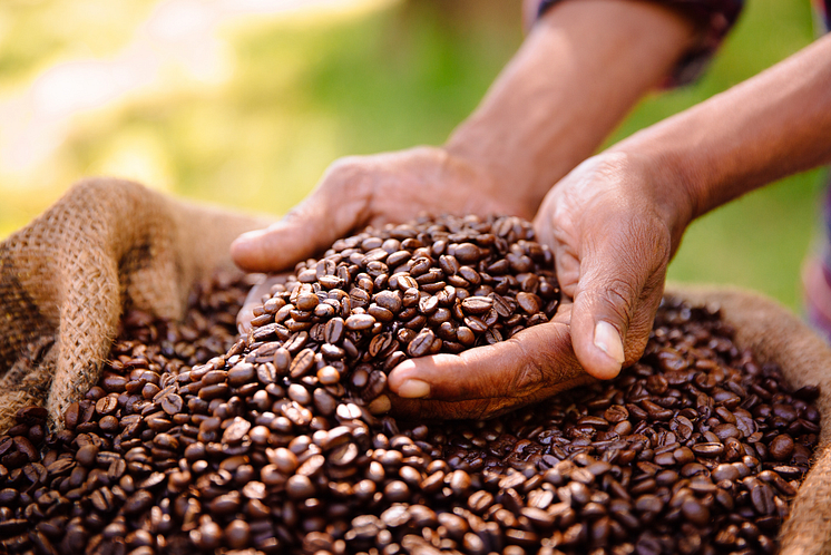 Green Coffee Talks Nachhaltiger Genuss mit Slow Forest Coffee 
