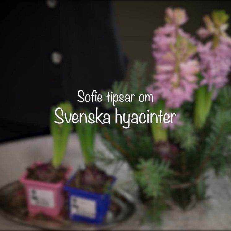 Så sköter du hyacinter
