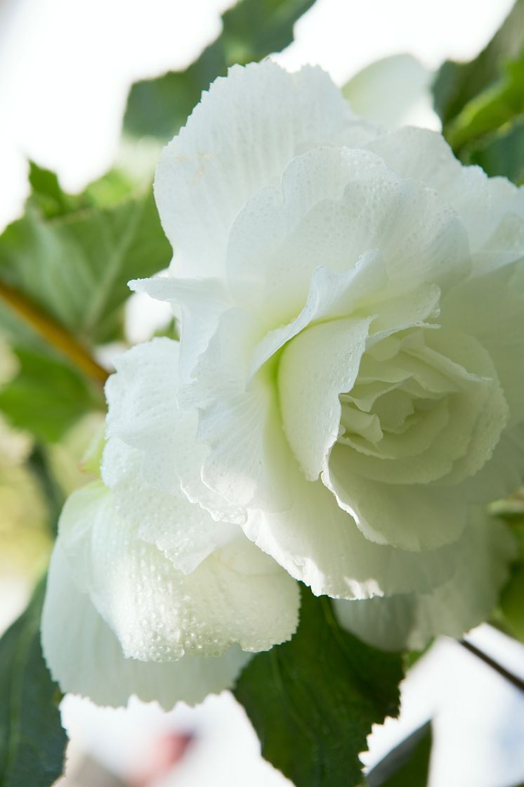 knölbegonian ’Illumination White’, Begonia x tuberhybrida (Illumination-Serien) ’Illumination White’.