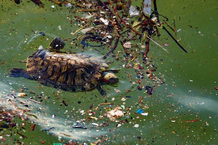 A turtle battles  through plastic marine pollution.  Soon, says the UN, there'll be more plastic than fish in the oceans. (iStock credit: canaran )