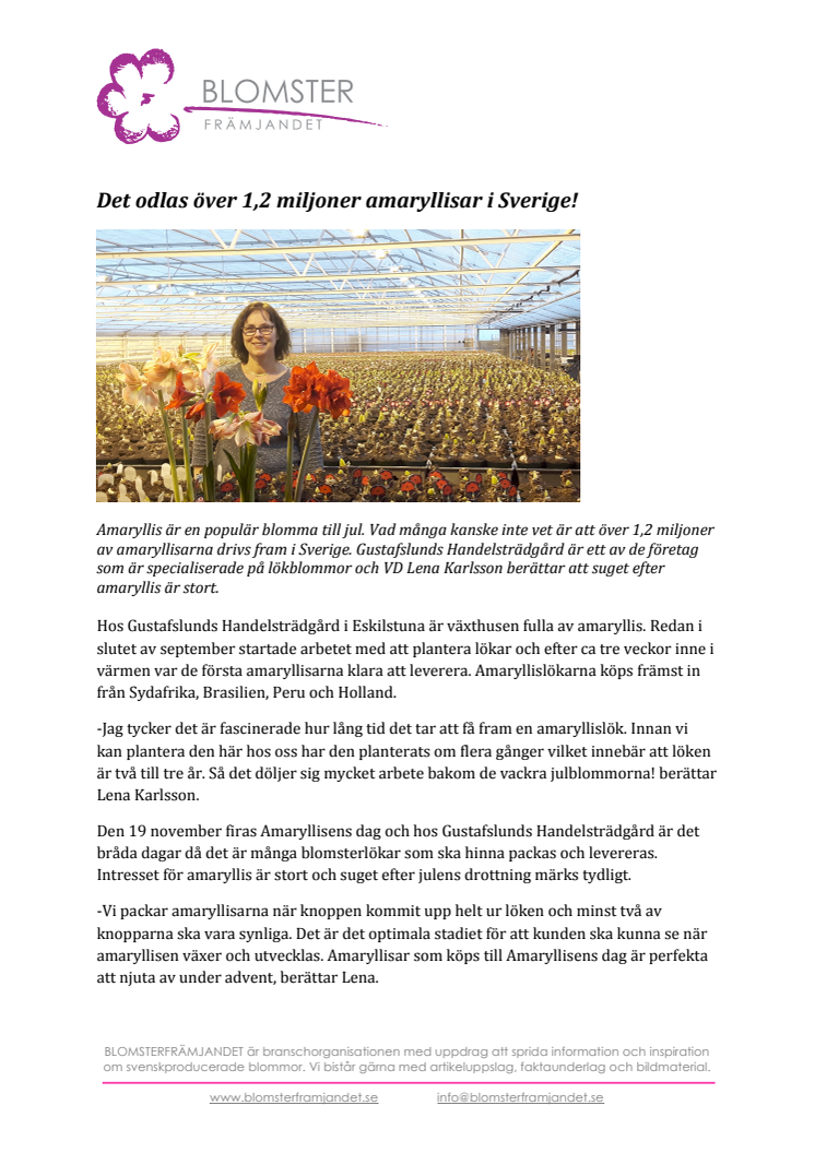  Det odlas över 1,2 miljoner amaryllisar i Sverige!