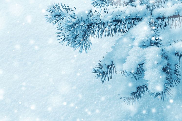 christmas-snow-winter-tree-branch-pine-1635976-pxhere.com