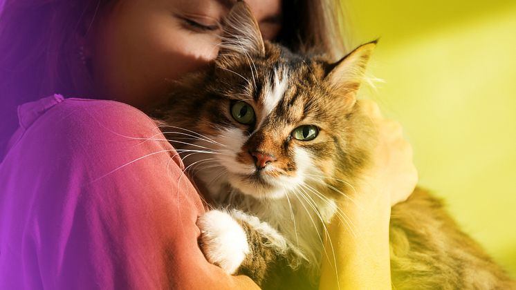 Gothaer Tierkrankenversicherung für Katzen 