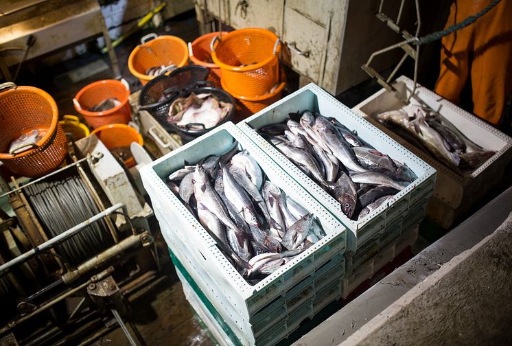 HaV inför nytt system att spåra fiskeri- och vattenbruksprodukter: 