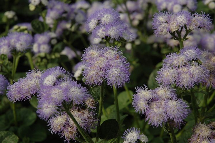 Ageratum houstonianum 'Butterfly Bicolor'