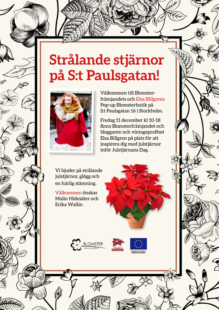 Välkommen till Elsa Billgrens och Blomsterfrämjandets pop-up butik med strålande julstjärnor