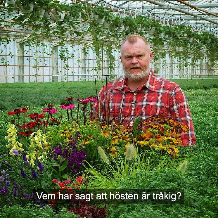 Trädgårdsmästaren_tipsar_höstblommor_1x1