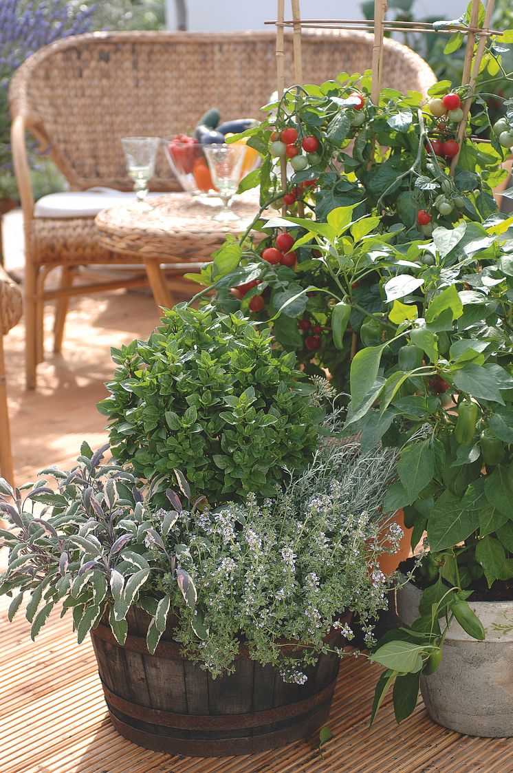 Kryddväxter, tomat och chili på terrassen 