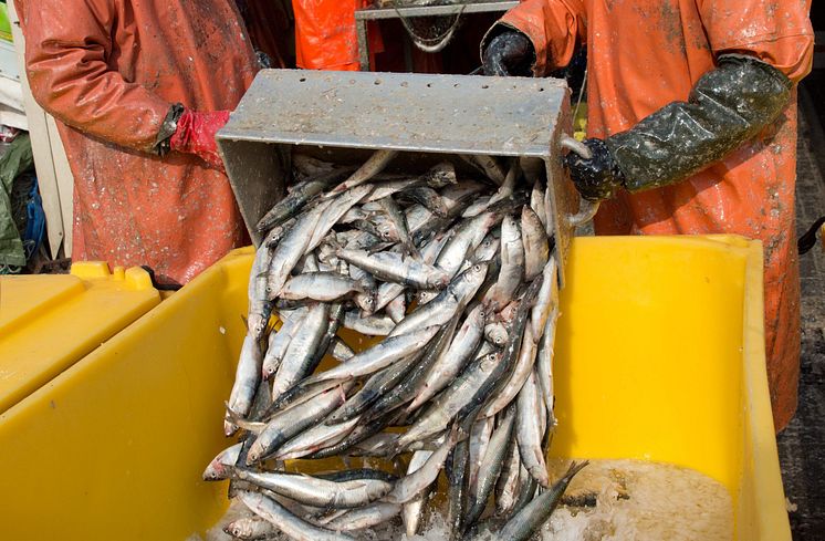 Överlåtbara fiskerättigheter ledde till färre fartyg och ökad lönsamhet