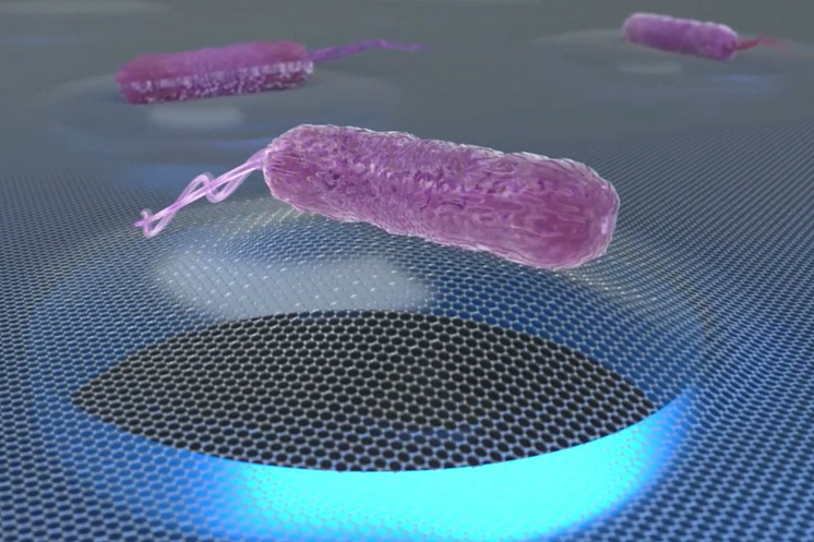 An artistic depiction of a single bacterium on a graphene membrane  