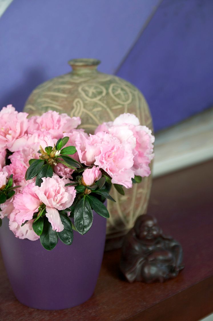 Fönsterazalea Rhododendron simsii Terranova lila kruka