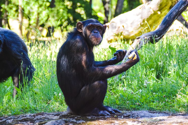 Schimpansen Manda