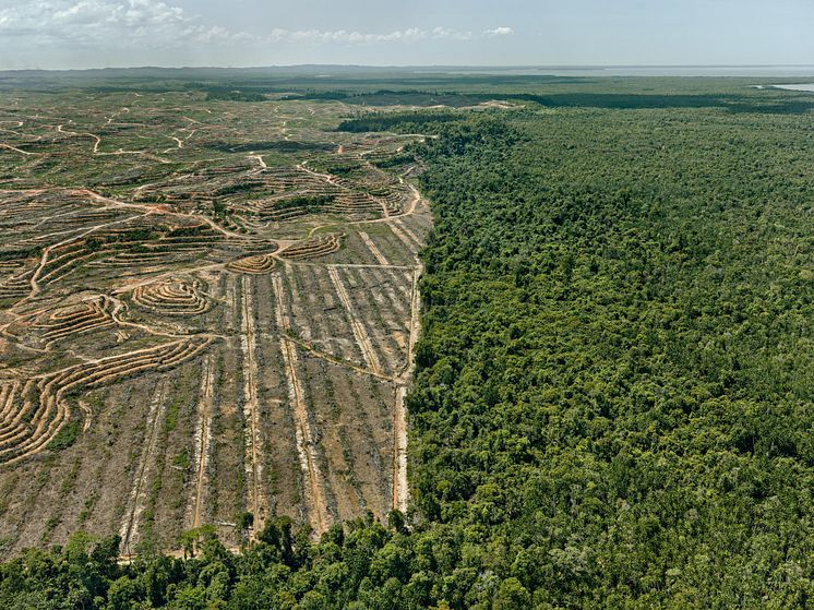 Antropocen: Clearcut #1, Palm Oil Plantation, Borneo, Malaysia 2016