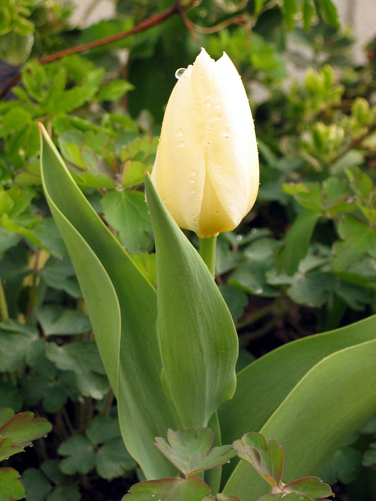 Kejsartulpan, Tulipa (Fosteriana-Gruppen) 'Purissima' ('White Emperor')