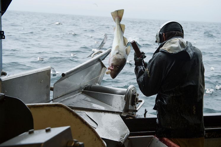 Cod fishing in Norway