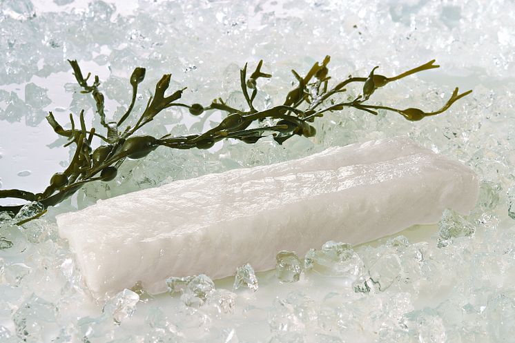 Norwegian Skrei cod filet on ice