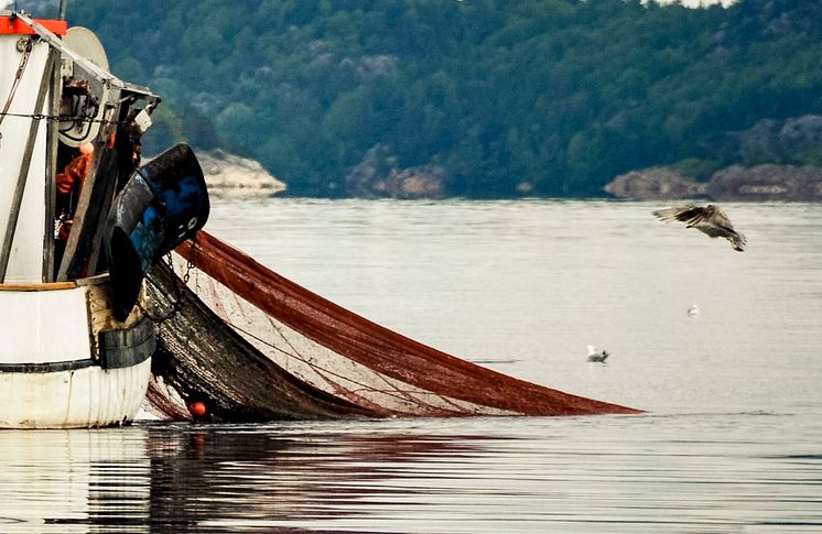 HaV tillåter ökning av räkfisket i Kattegatt och Skagerrak under resten av året