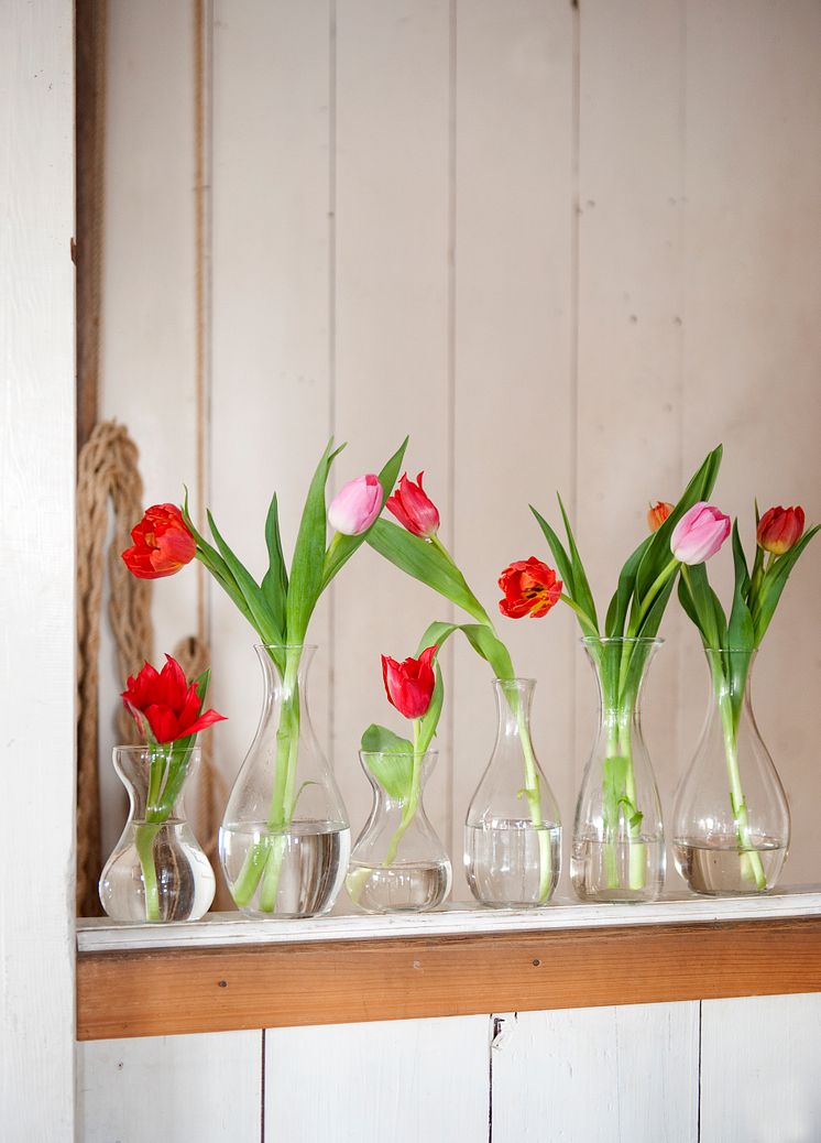 Tulpaner i vaser