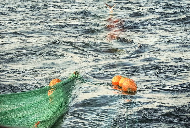 HaV utreder nytt system för fördelning av fiskemöjligheter 