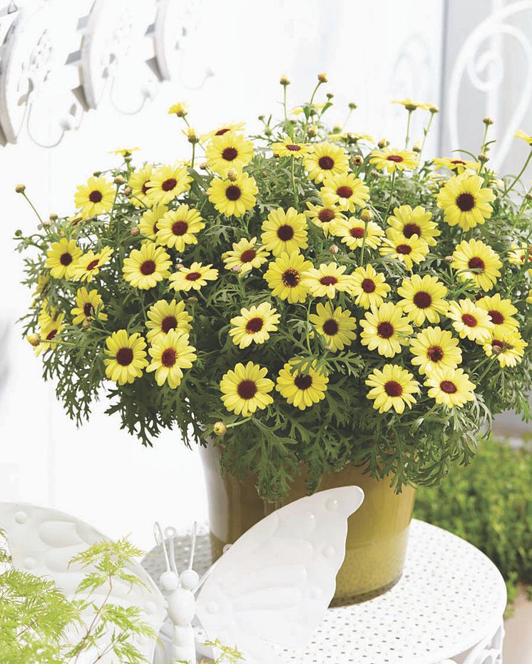 Argyranthemum-frutescens-Grandaisy-Bright-Yellow_32702_1