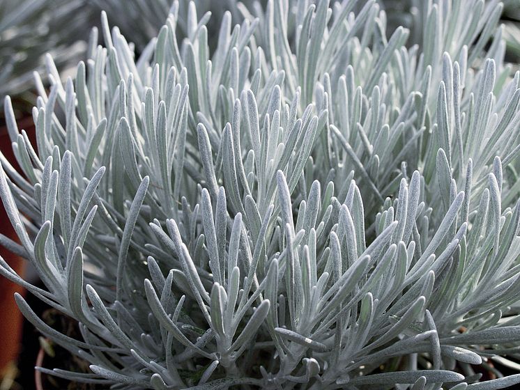 Bergeternell – Helichrysum thianschanicum ’Weisses Wunder’