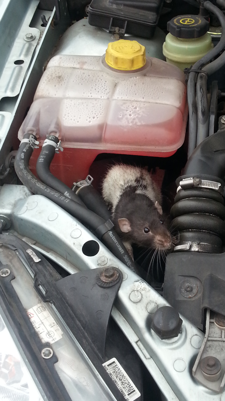 Rat discovered in engine bay