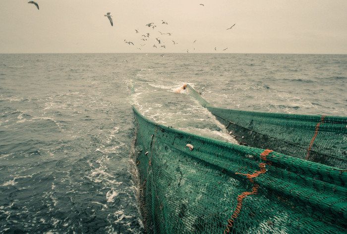 HaV ger tre miljoner kronor till att utveckla nya selektiva fiskeredskap