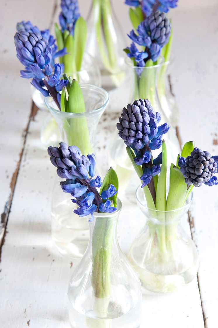 Blå hyacinter i vaser