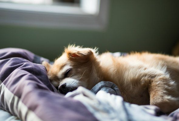 hund-hytta-sover