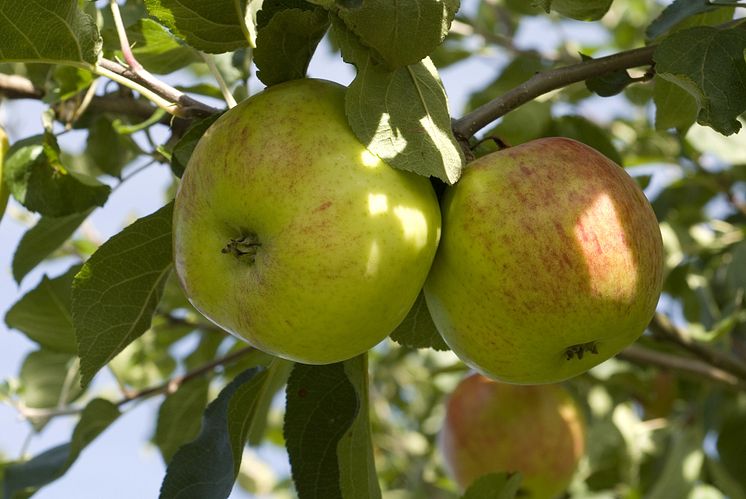 Äpplen på Julita gård