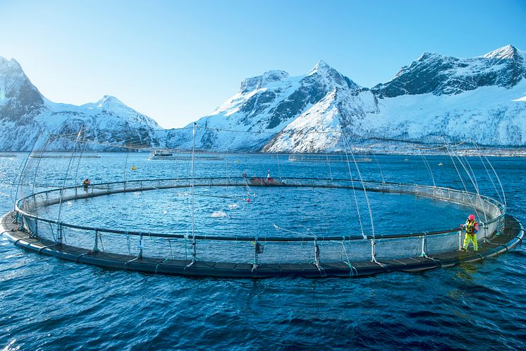 Norwegian aquaculture - Credit-Norwegian Seafood Council, Johan Wildhagen