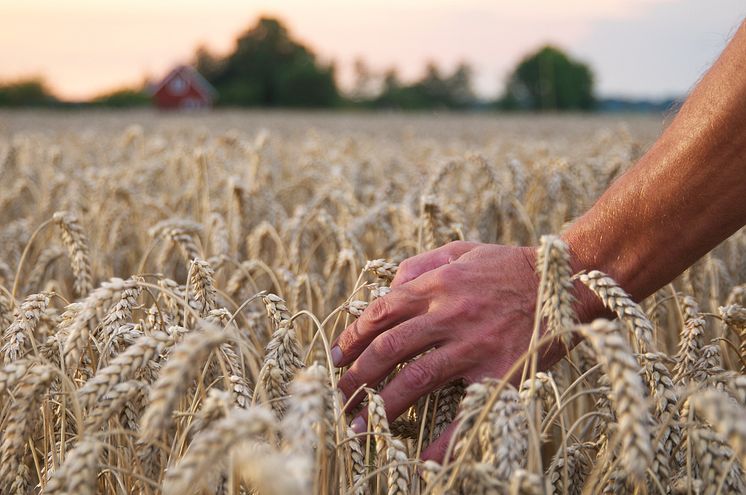 Swedish winter wheat and farmer's hand.jpg
