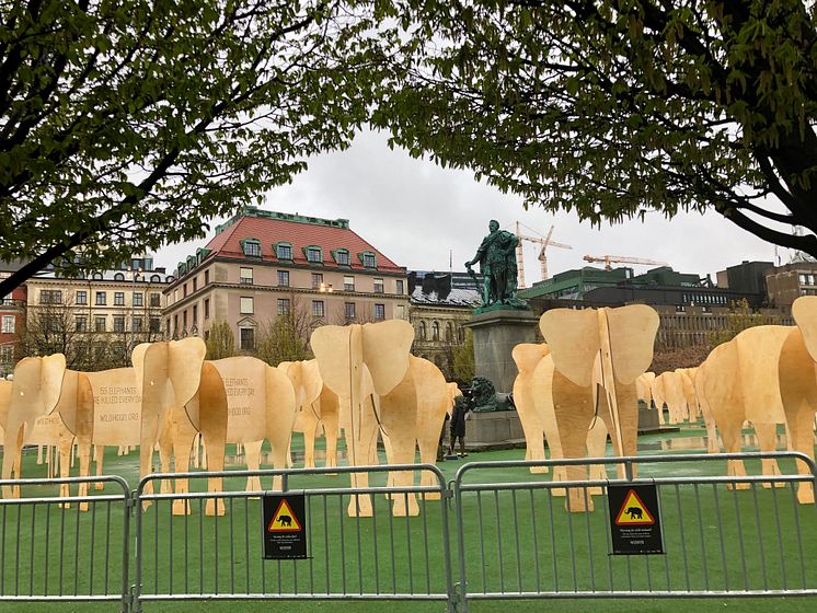 55 träelefanter har intagit Kungsträdgården.