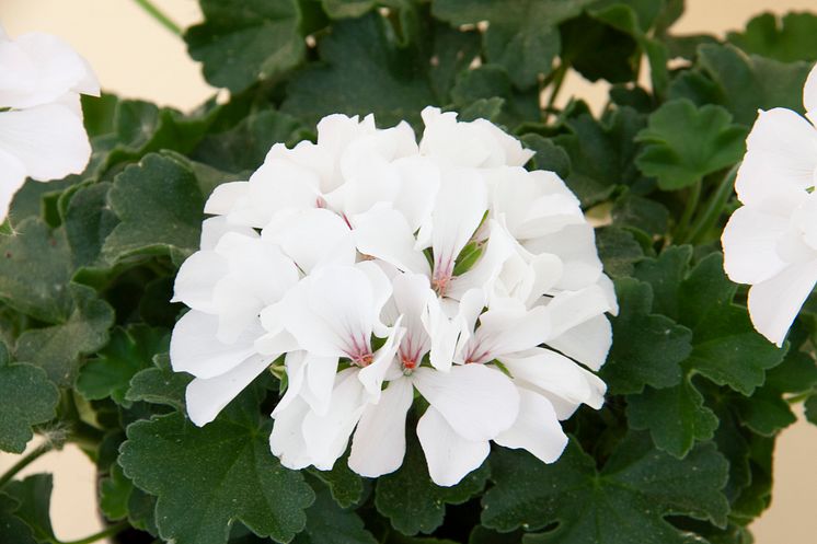 Pelargonium Marcada White