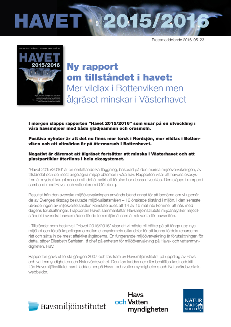Ny rapport om havet: Mer vildlax i Bottenviken men ålgräset minskar i Västerhavet