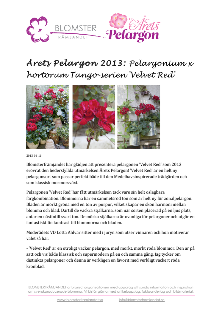 Årets Pelargon 2013: Pelargon 'Velvet Red', Pelargonium x hortorum Tango-serien 'Velvet Red'
