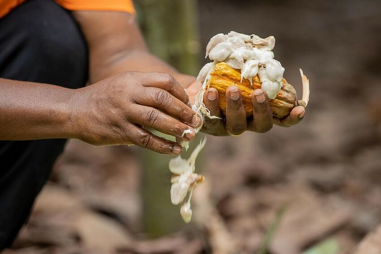 Fairtrade und dm: Projekt zur Förderung von Kakaobauern in Sierra Leone
