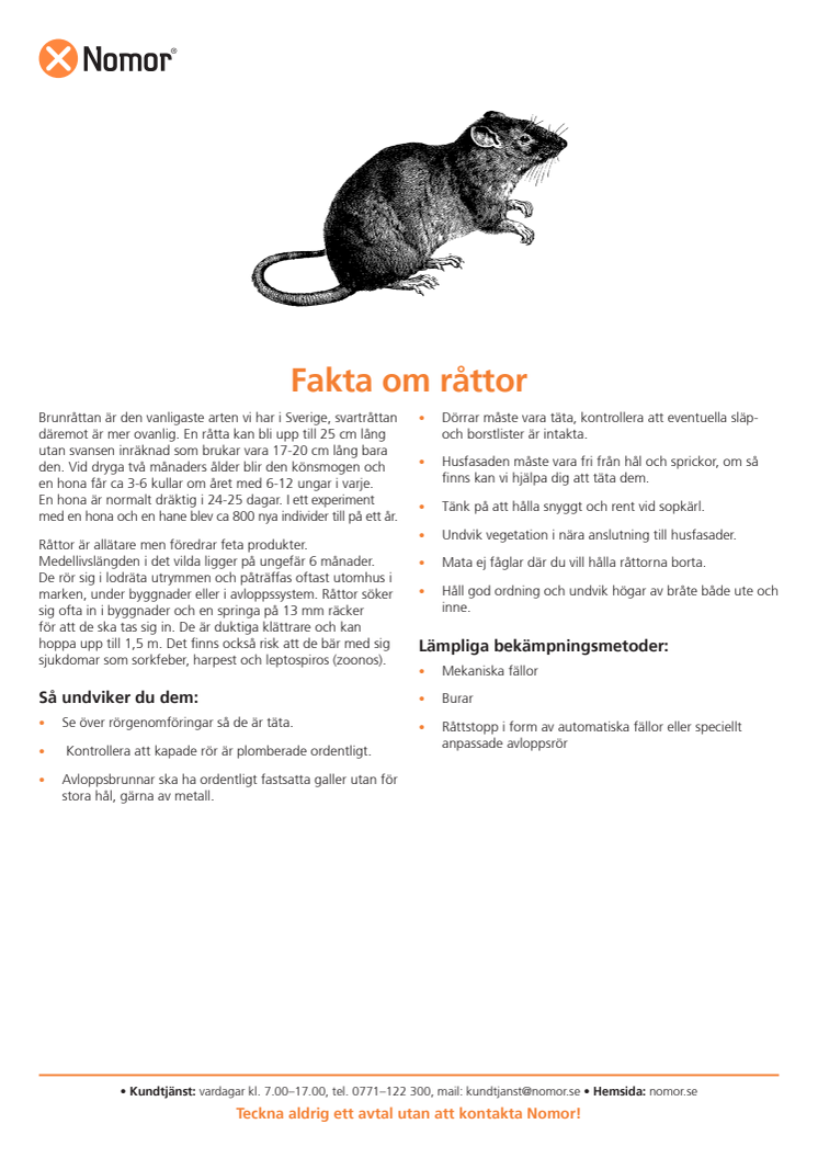 Fakta om råttor