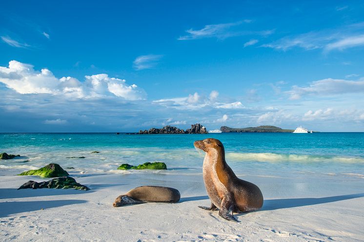 HRX, Galapagos, Espanola Island, Sea lion,©guenterguni-GettyImages-884708080.jpg
