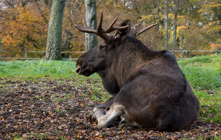 Älgtjur under hösten i Skånes Djurpark