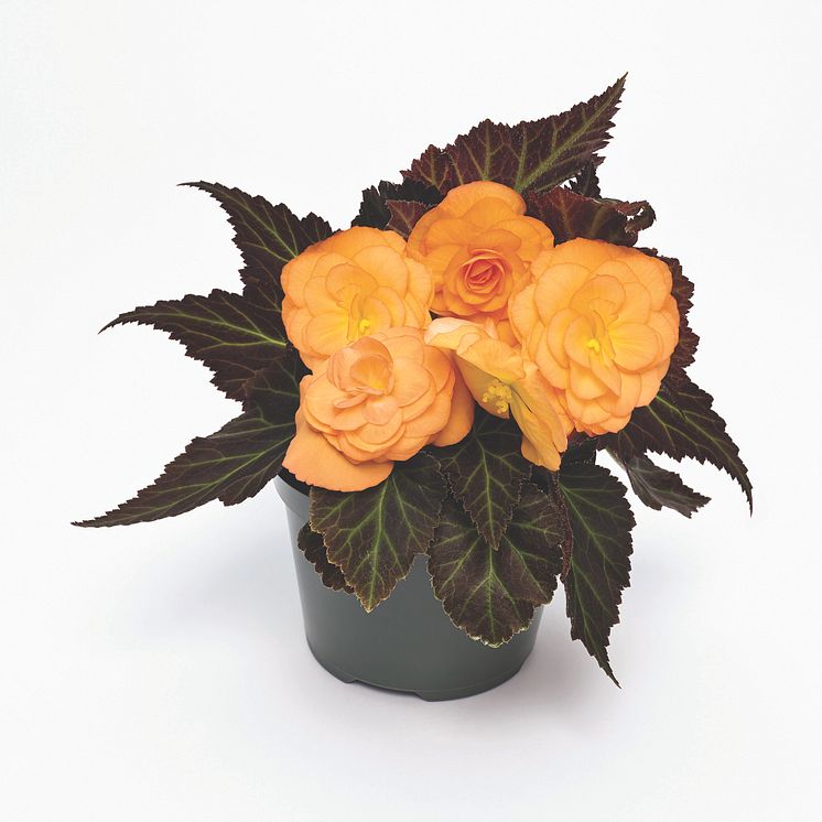 Begonia-tuberhybrida-GO!Early-F1-Bright-Orange-Bronze-Leaf