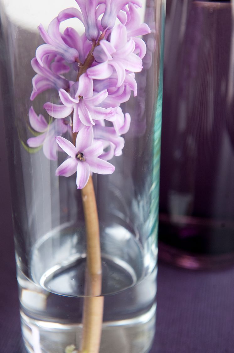 Hyacint i cylindervas