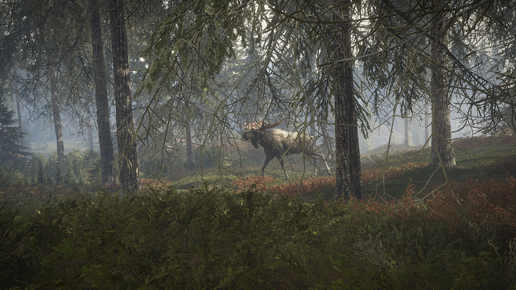 A moose walking among the tall trees.